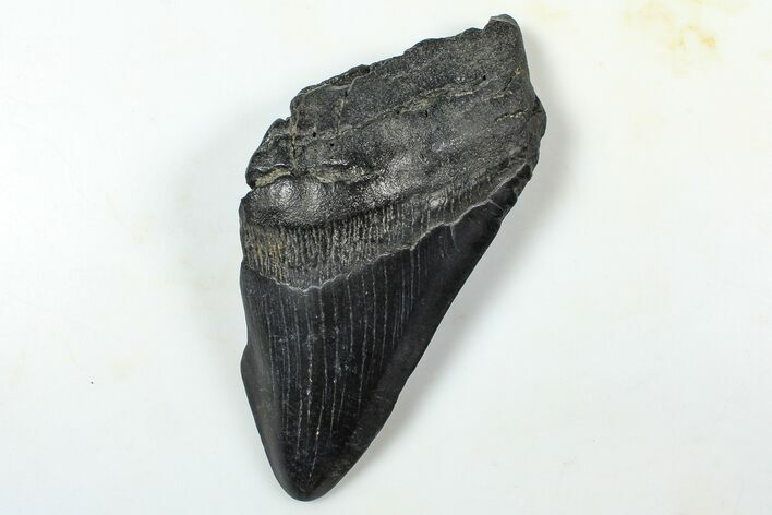 Partial Fossil Megalodon Tooth - South Carolina #376026